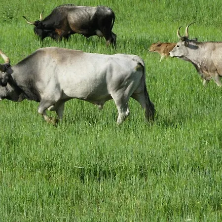 Alloggio per agriturismo Le Murelle Country *